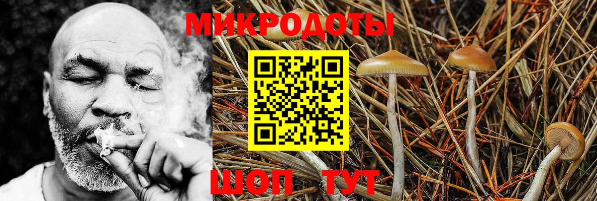 Псилоцибиновые грибы Psilocybine cubensis Северск